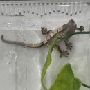 파충류샵 렙타일스테이션 | [구미 파충류샵] 금리단길 도마뱀 산산렙타일 방문 후기🦎