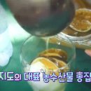 제암길민박 | 6시내고향 섬섬옥수 통영 욕지도 구영관 감귤 농민 전화번호, 고등어 요리 파는 포차, 스쿠버다이빙...