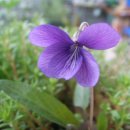 내 집의 분경 이미지