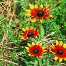 산너머남촌 이미지