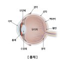 곡율 | 비문증으로 안과검진 갔다가 망막열공 발견, 레이저 치료 후기