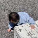 제주자연동물병원 | 제주 동쪽카페 맛집 아기랑 달치즈 구좌세화점 후기