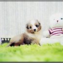 아담스펫 강아지분양 고양이분양 인천본점 이미지