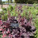 D+870 시카고일상: 혼자서 보태닉가든 산책하고 온 후기 (Chicago botanic garden)