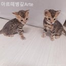 아르떼 벵갈 Arte 이미지