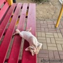 코사마트 | 사우디 간호사 첫 숙소 병원 오리엔테이션 후기