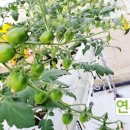 연두농장 이미지