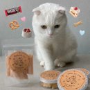 도그투케이크 이미지