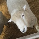 만나목장 이미지