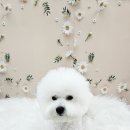 이쁜멍멍 이미지