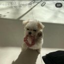 다나은동물병원 이미지