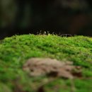 팔공산올레길 8코스 이미지