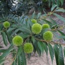 상관농장 이미지