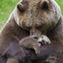 엄마와 아기곰 이미지