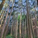 (100대 명산) 전남 순천시 도립공원 조계산 산행 이미지