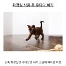 고양이가 화장실 갔다 와서 우다다 하는 이유 이미지