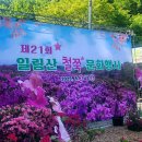 철쭉이 활짝핀 일림산