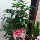 올래노래방 이미지