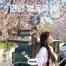 석수공영차고지 | 안양 벚꽃축제 충훈부 만개 명소 실시간🌸