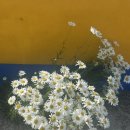 민박어항 이미지