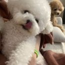 최연발레 이미지