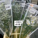 그로브블룸 이미지