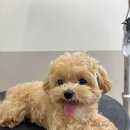 루이동물미용 | [창원애견미용] 🐶 말티푸 루이의 두 번째 미용 이야기