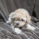 탬스켄넬 이미지