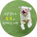강화도 동막해변 애견동반 캠크닉(갯벌체험,캠핑, 취사)