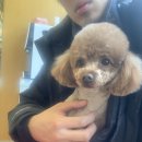 앞선동물병원 이미지