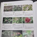 하늘바람꽃농원