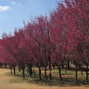 수달 화장실 | 구례 홍매화 명소 🌸 섬진강 수달생태공원 수달까지 만나는 봄 여행지