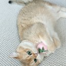 누아누아