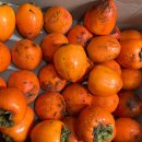 성호농장 | 겨울딸기, 경남고성 공룡나라 이슬딸기 이건 완전 설탕이네!