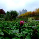 당현천산책로 이미지