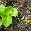 닭사랑농장 이미지