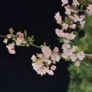 봄날-산책 이미지