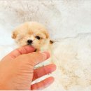 야옹아 멍멍해봐 강아지고양이 평택점 | 평택강아지가정분양 그동안 찾던 곳