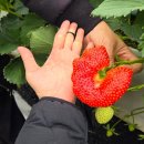 한길농장 | 경북 칠곡 [태자딸기농원] 딸기먹고 싶어서 찾아감 (딸기+딸기쨈)