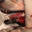 강서하이동물병원 이미지