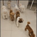 부산애견호텔 강아지유치원 애견미용 맘바이 수영구점 이미지