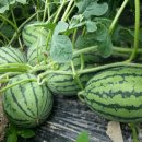 덕영이네 농장 이미지