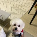 다사랑 애견 | 반려견과 함께하는 특별한 경험! 다사랑애견미용 소개