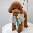 몽트라슈 이미지