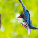 파랑새2 이미지