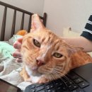 신부전 고양이 집사의 입원, 방문 펫시터 어플 와요 이용 후기(사전만남O)