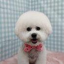 펫피파니 이미지