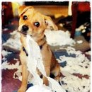 베스트 애견 이미지