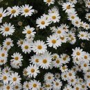 힐링꽃차 이미지