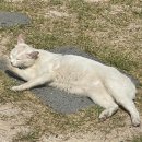 선바우 집 이미지